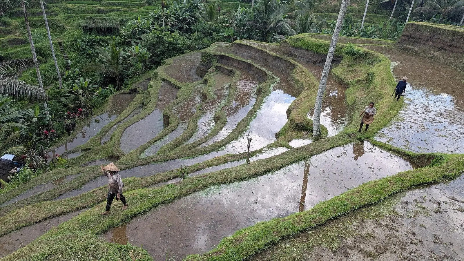 Morning sunbeams piercing through palm fronds over Tegalalang tiered rice terraces