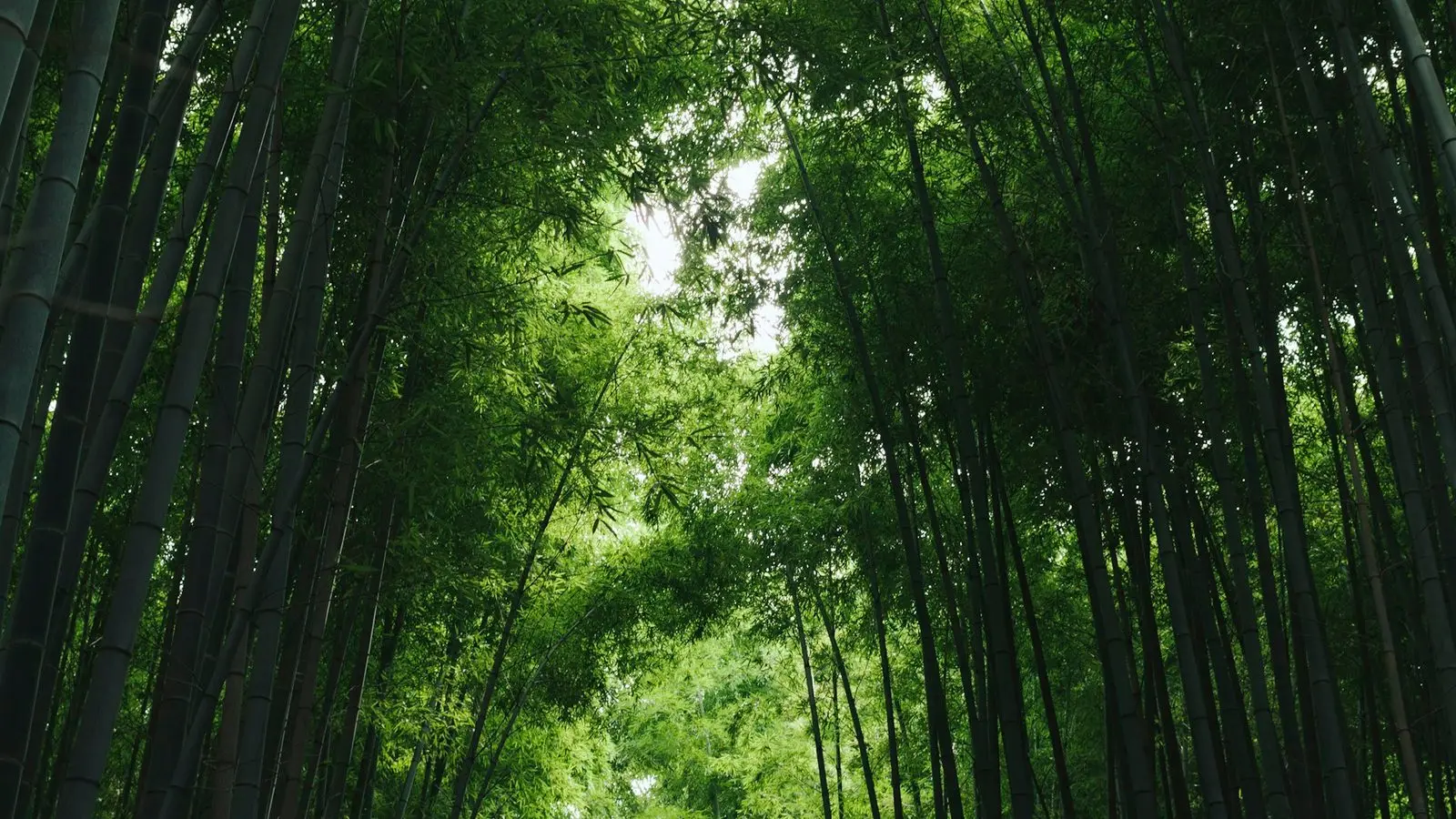 교토 아라시야마 대나무숲 사가노 새벽 산책: 텐류지 정원과 도게츠교, 고요가 머무는 시간
