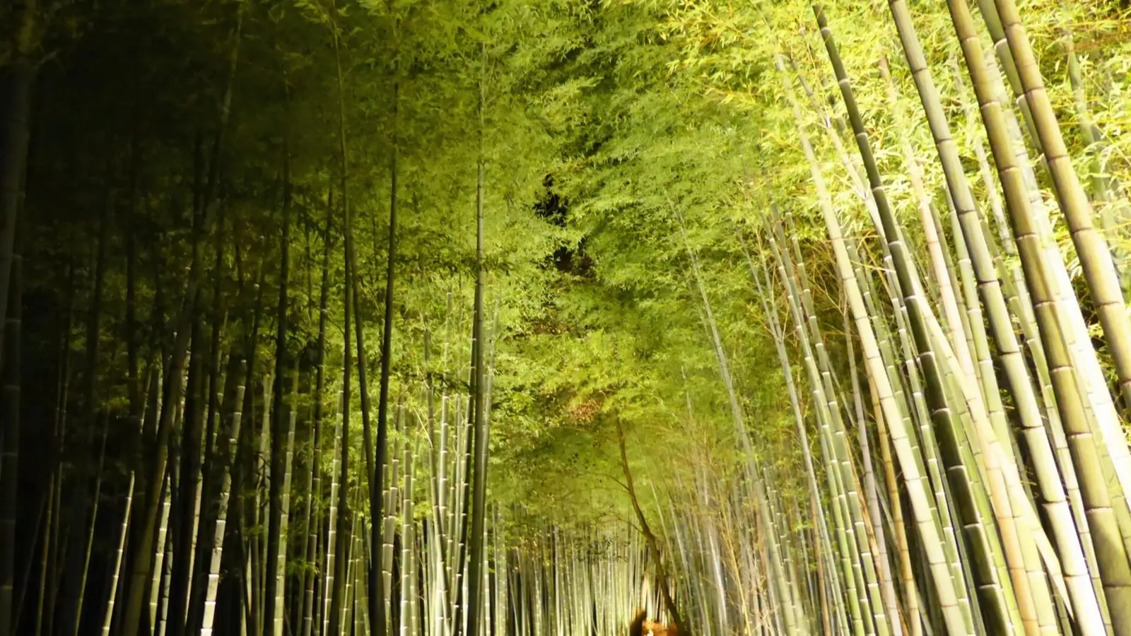 Tranquil morning silence along Arashiyama's iconic bamboo path